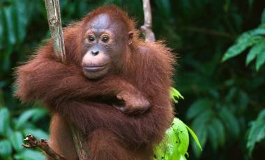 Indonesia, Borneo - Young Orangutan sitting on the tree, Malaysia