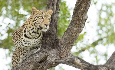 Wildlife & Wilderness of Botswana