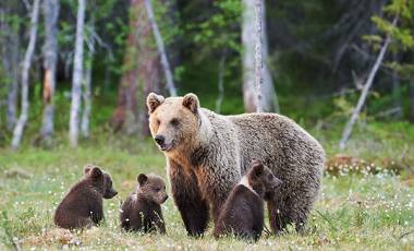 Whales & Bears of British Columbia