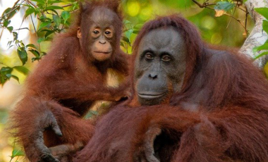 Borneo Orangutan