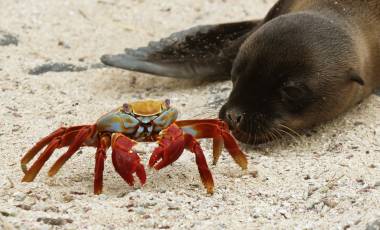 Galapagos Island Seal