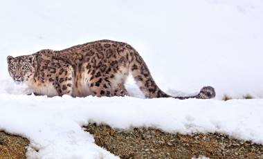 Snow Leopard