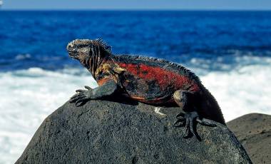 Marine Iguanas in the galapagos