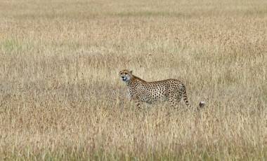 Kenya Cheetah