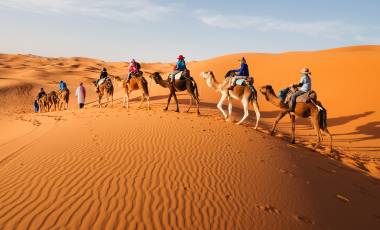 Morocco Camels