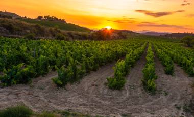 Rioja vineyard at sunset - shutterstock_1086702299