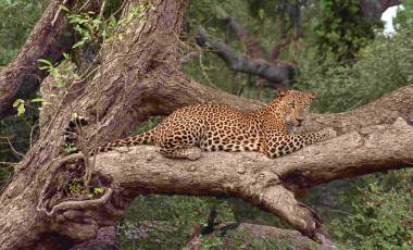 Leopard Yala