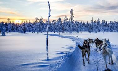 Dog Sledding