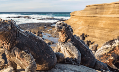 Galapagos on the Evolution