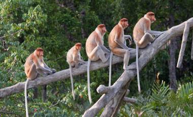 Borneo Tours