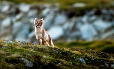 The Hunt: In the Grip of the Seasons