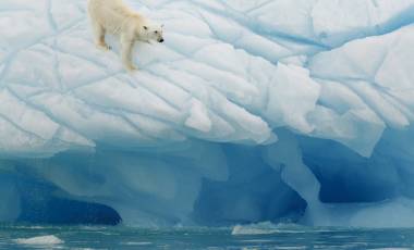 Polar Bears in Iceland