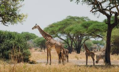 Three Tanzania Safaris