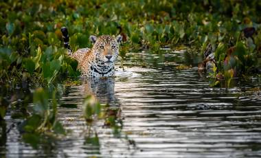 Pantanal