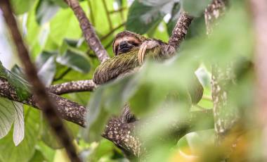 Wildlife Holidays in Costa Rica