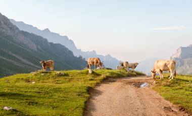Picos de Europa