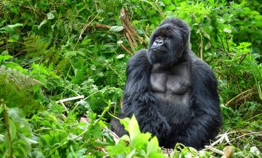 Beste Reisezeit Safari Afrika