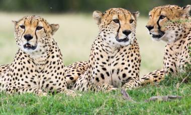 Three male cheetahs Ol Pejeta