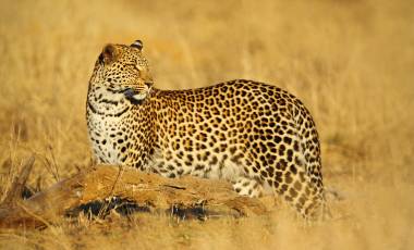 Botswana Reisen