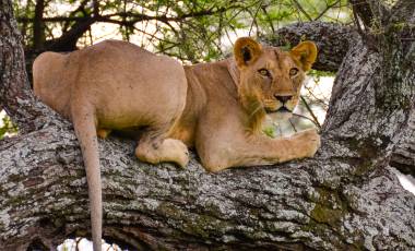 Lion resting at Tarangire National Park