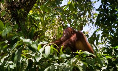 Abai Jungle Lodge