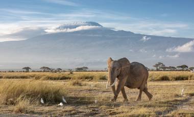 African elephant walking in the grassland at the foot of Mount Kilimanjaro, Kenya, Africa