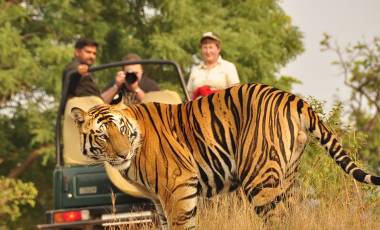 Tiger