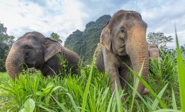 Elephants in Thailand