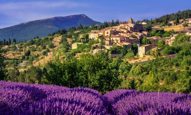 Blooming lavender field in Aurel hilltop village, Sault en Vaucluse, Provence, France