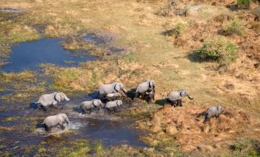 Aerial view of African Elephants Loxodonta africana, Okavango Delta, Botswana, Africa - Botswana safari tour