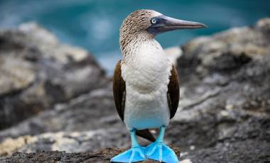 Nahaufnahme eines Blaufußtölpels auf den Galapagos-Inseln, Ecuador