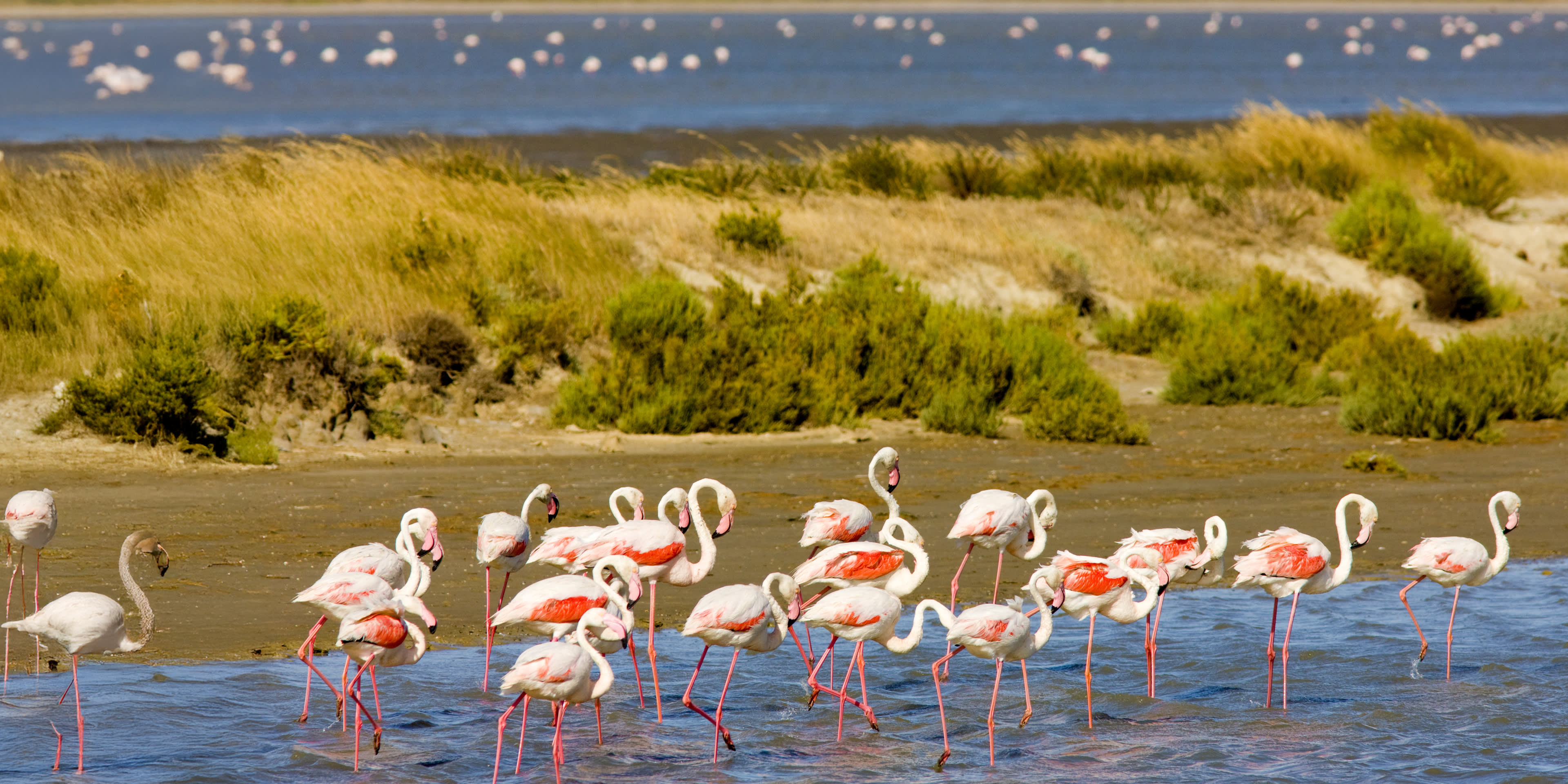 Groep flamingo’s wadend door het ondiepe water van de moerassen in de Camargue, omringd door riet.
