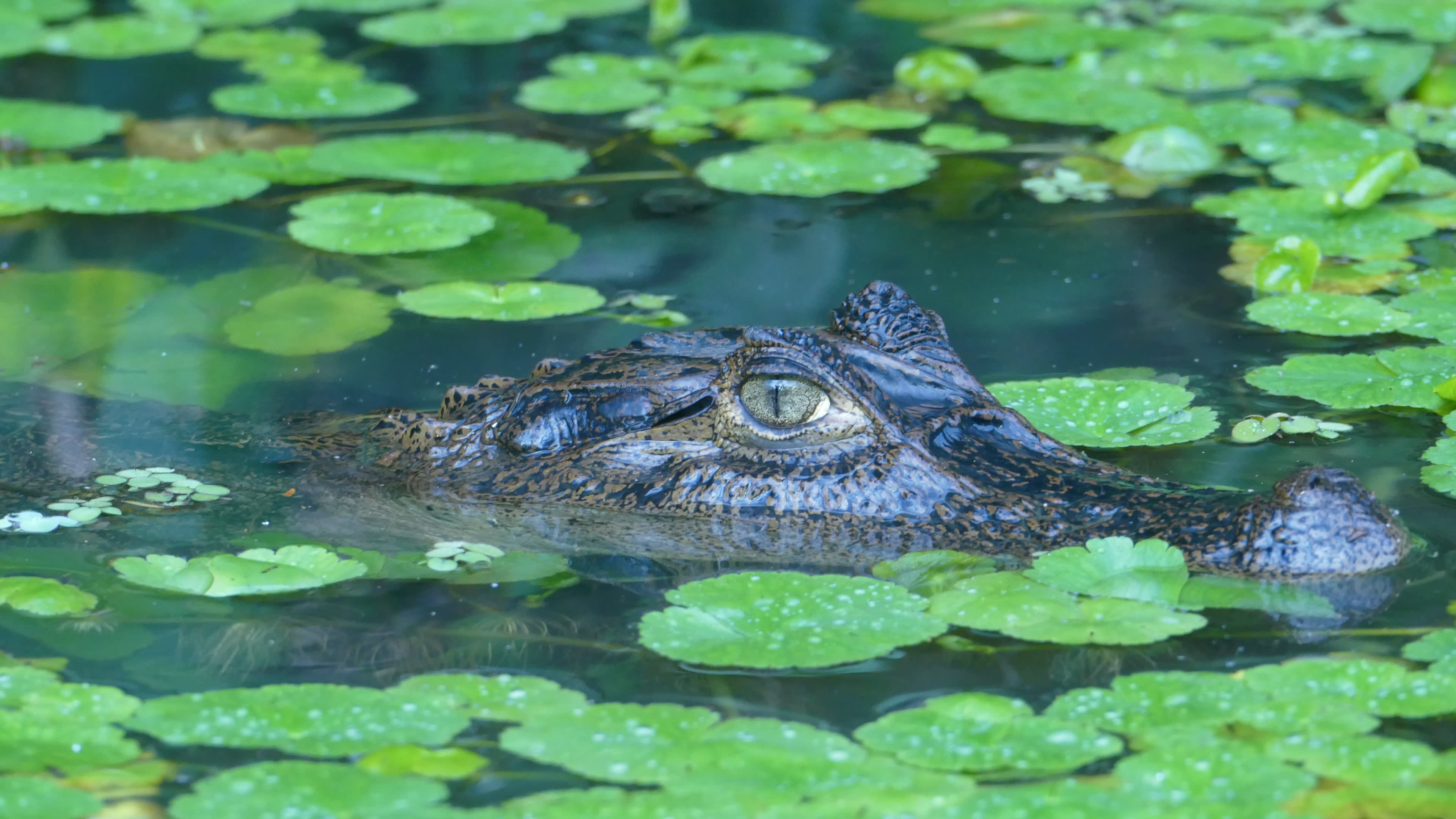 Tortuguero: Costa Rica’s Caribbean Gem 