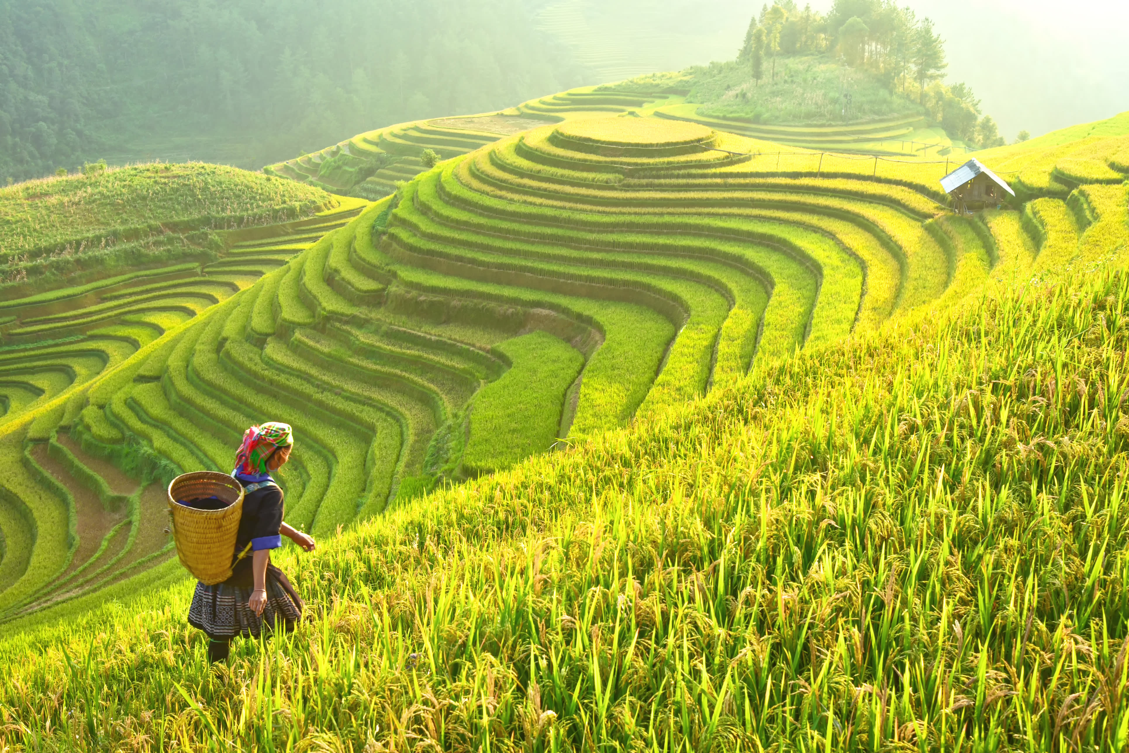 Mu Cang Chai rice terraces 