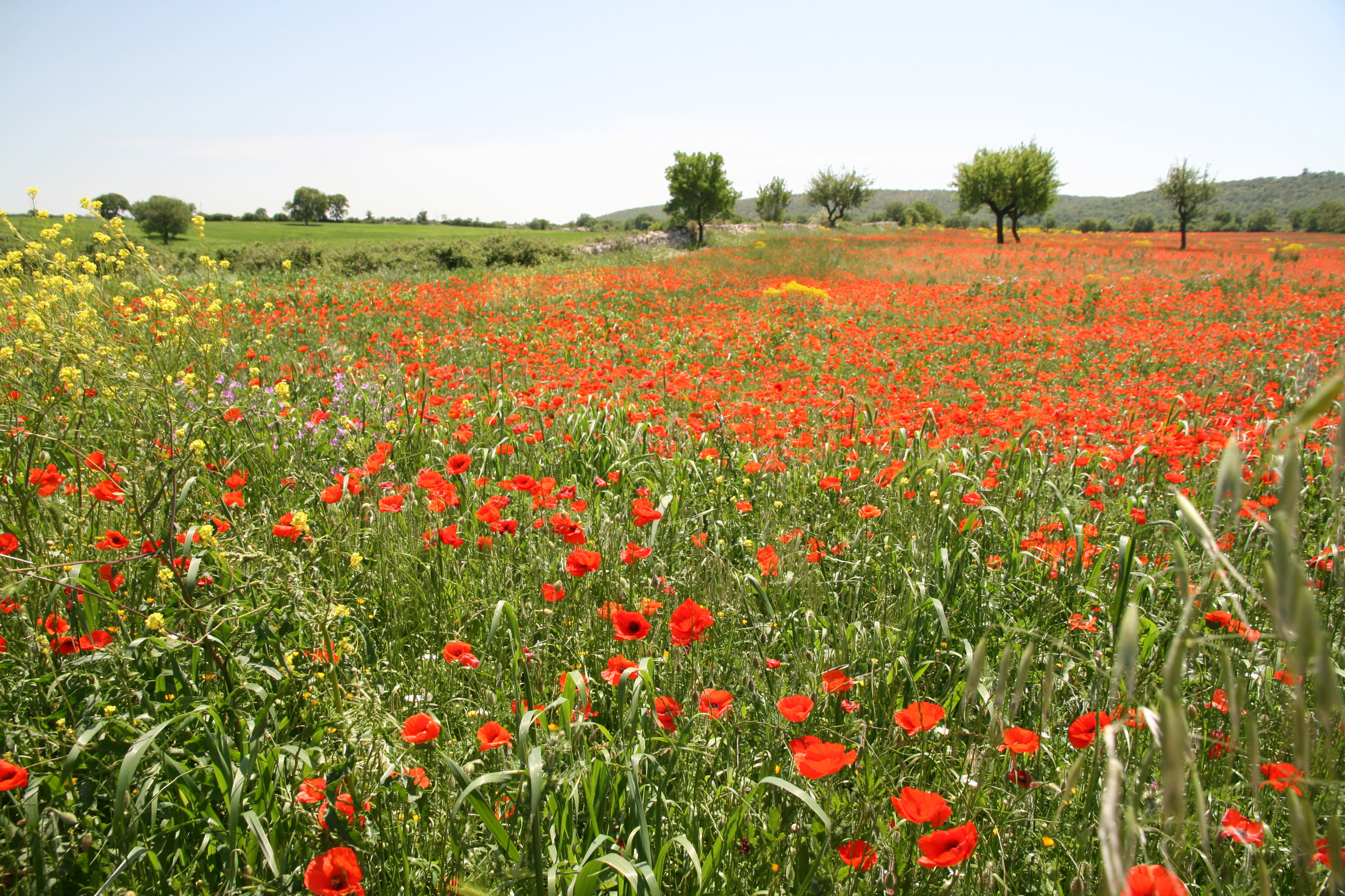 Your Words, Not Ours: Self-Guided Tour of Italy