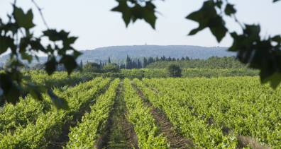 Vineyards around the Canal du Midi
