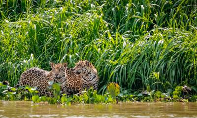 Wildlife Holidays