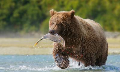 Wildlife Holidays