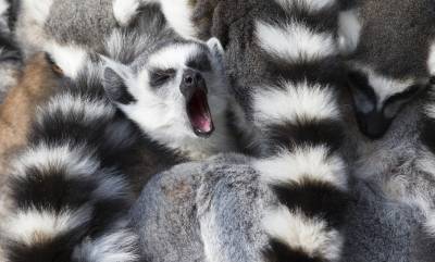 Wildlife Holidays