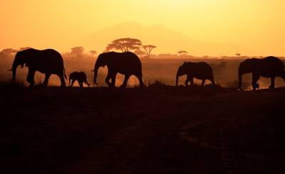 elephants, kenya