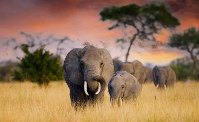 Elephants, Tanzania