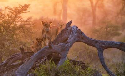 Lions