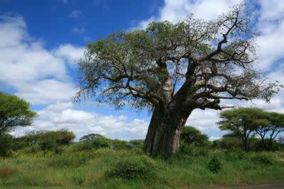 Tarangire National Park