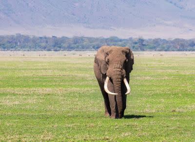 Elephant Ngorongoro