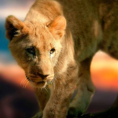 Lion cub on safari