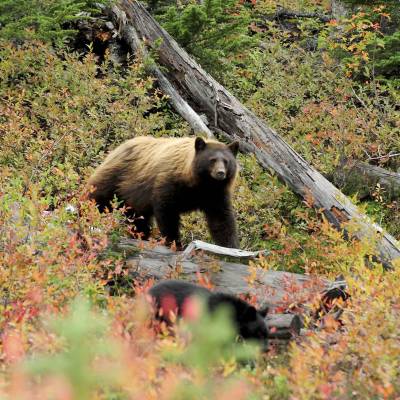 a black bear walking across a lush green forest
