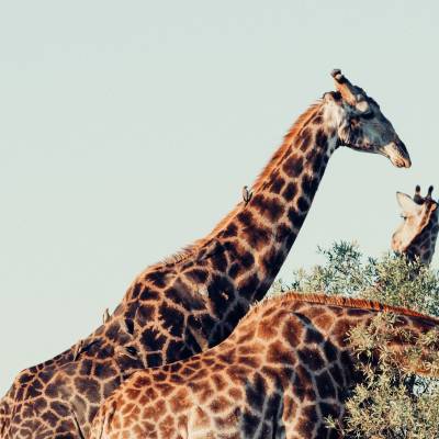 a group of giraffe standing on top of a field