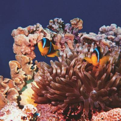 Reef in the Gulf of Aqaba