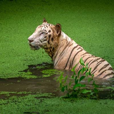White Tiger