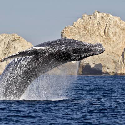 A big whale backflipping out of a waterbody surrounded by mountains